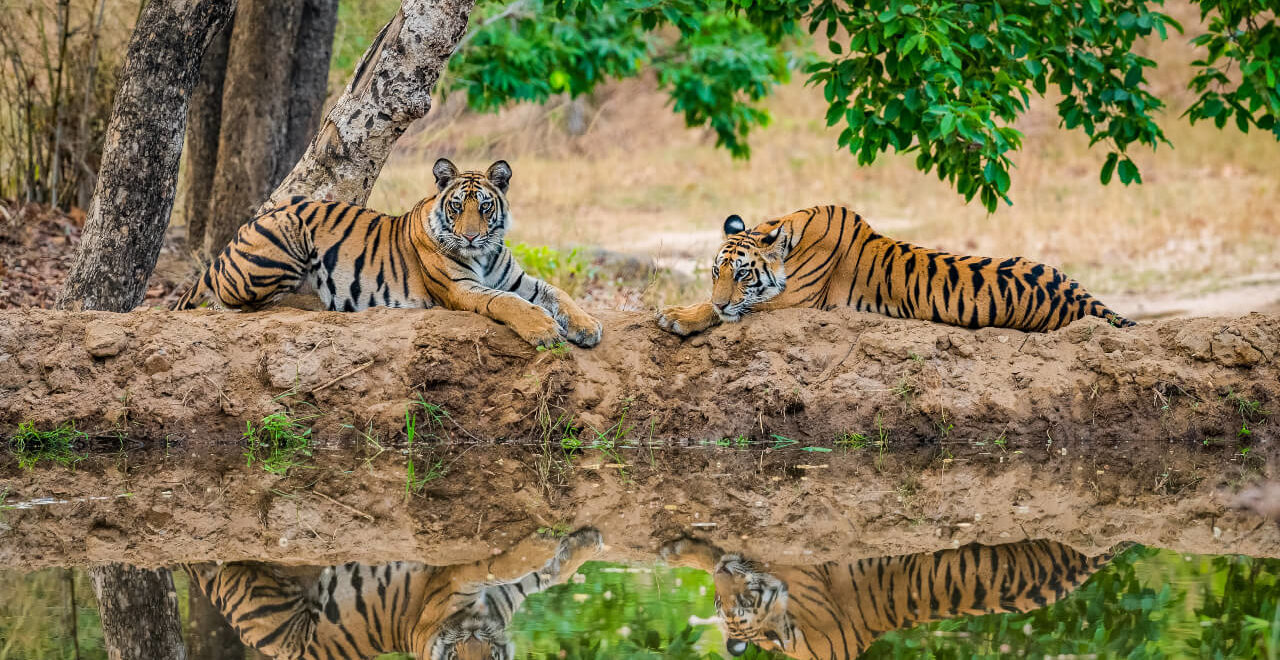 two tigers at national park in India