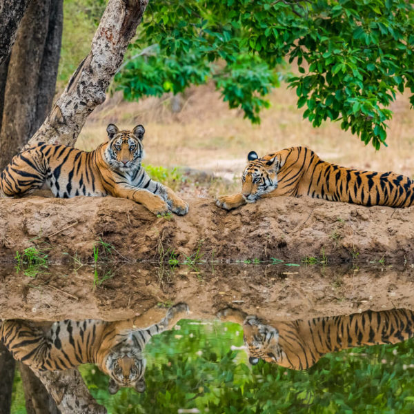two tigers at national park in India