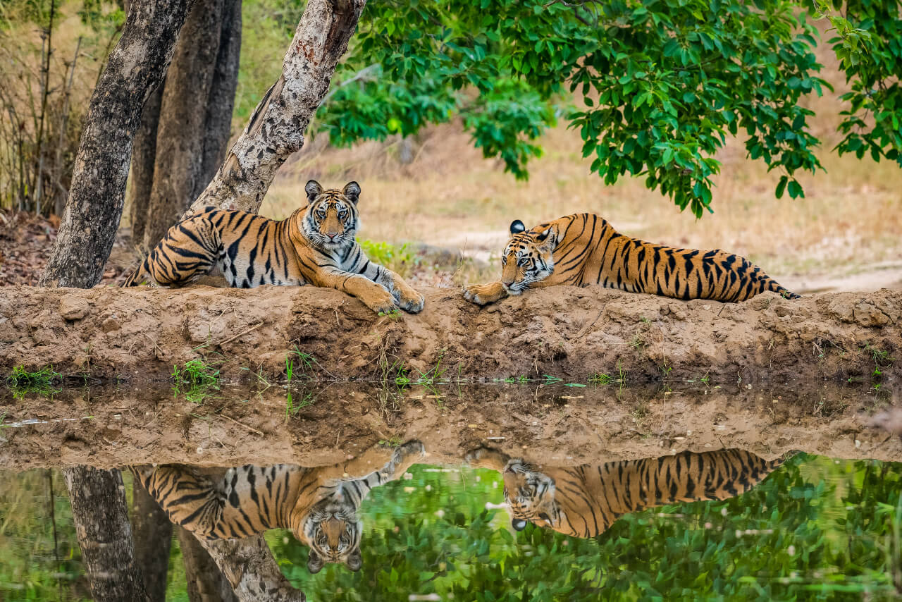 two tigers at national park in India