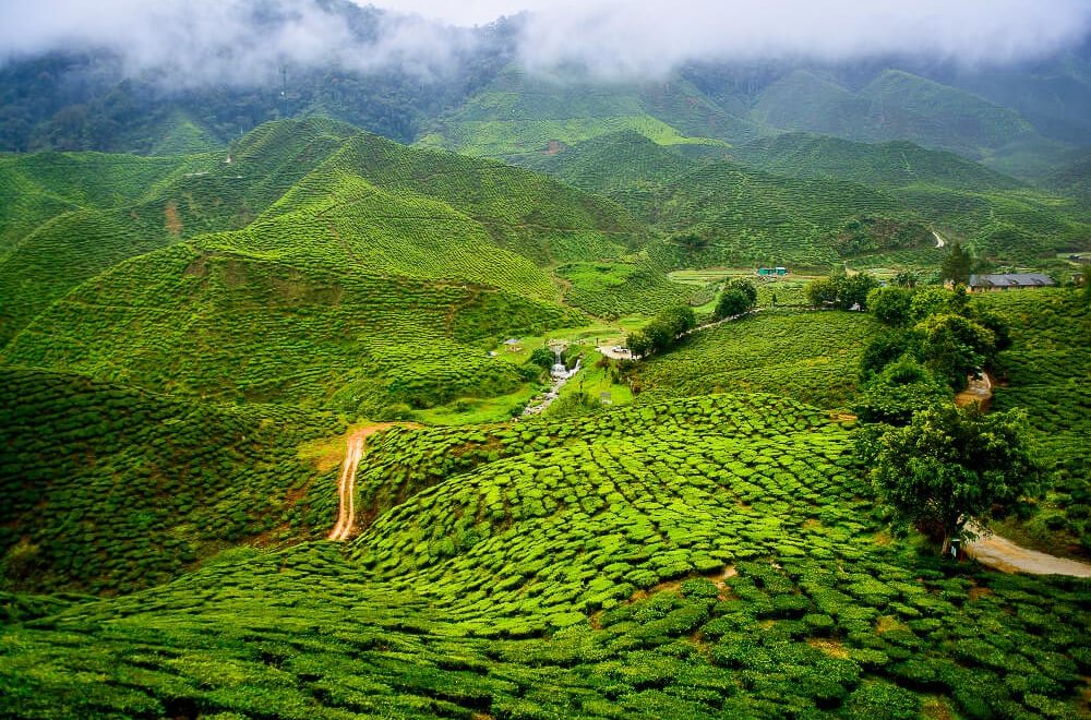 Tea garden, Darjeeling, India