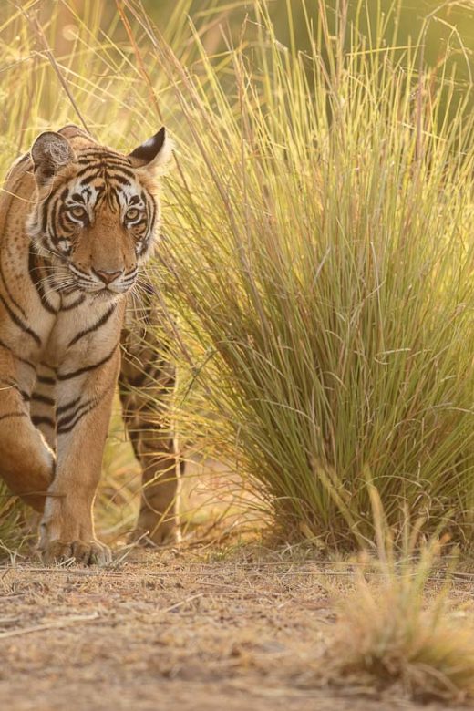Tiger, India
