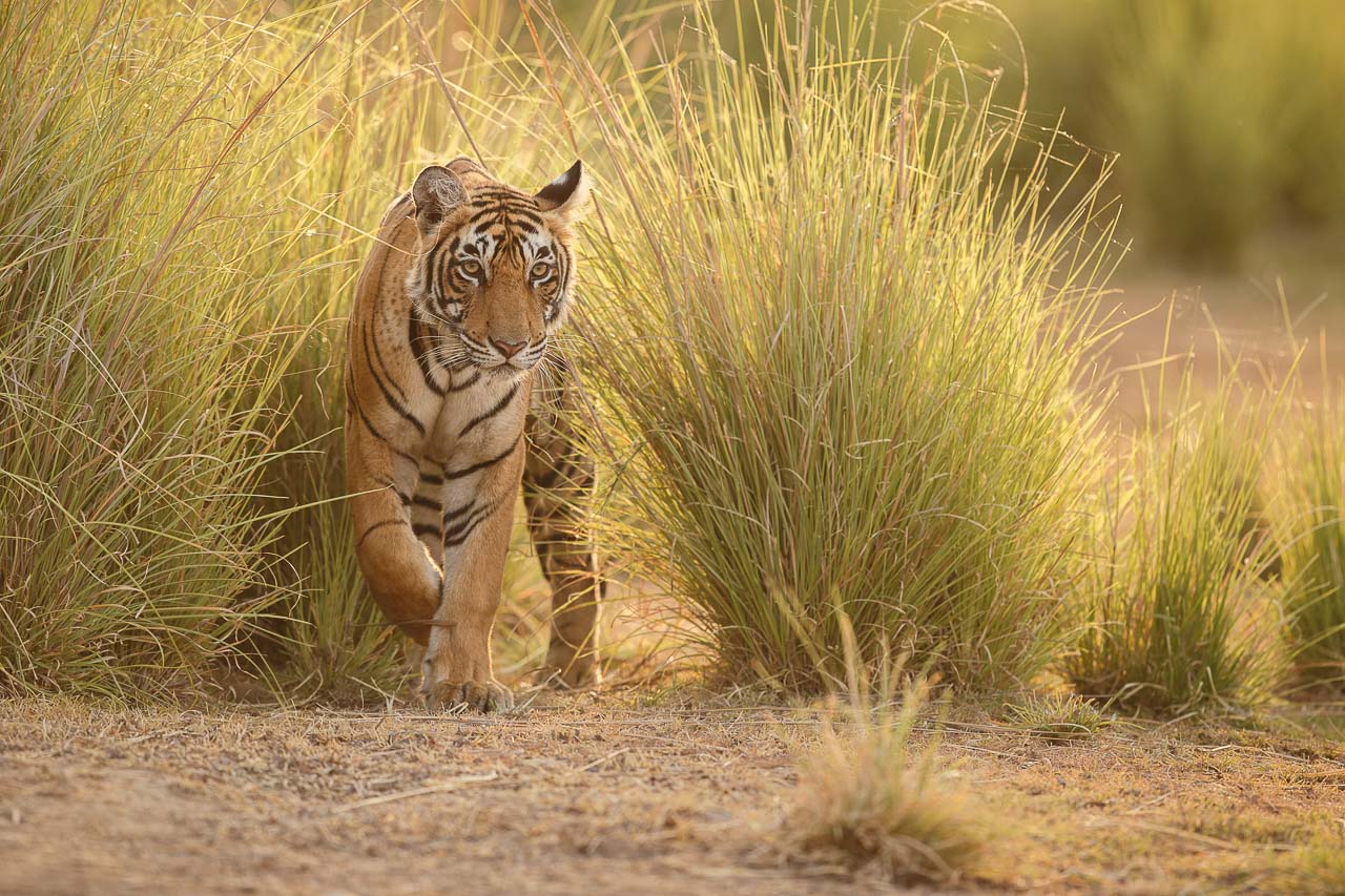 Tiger, India