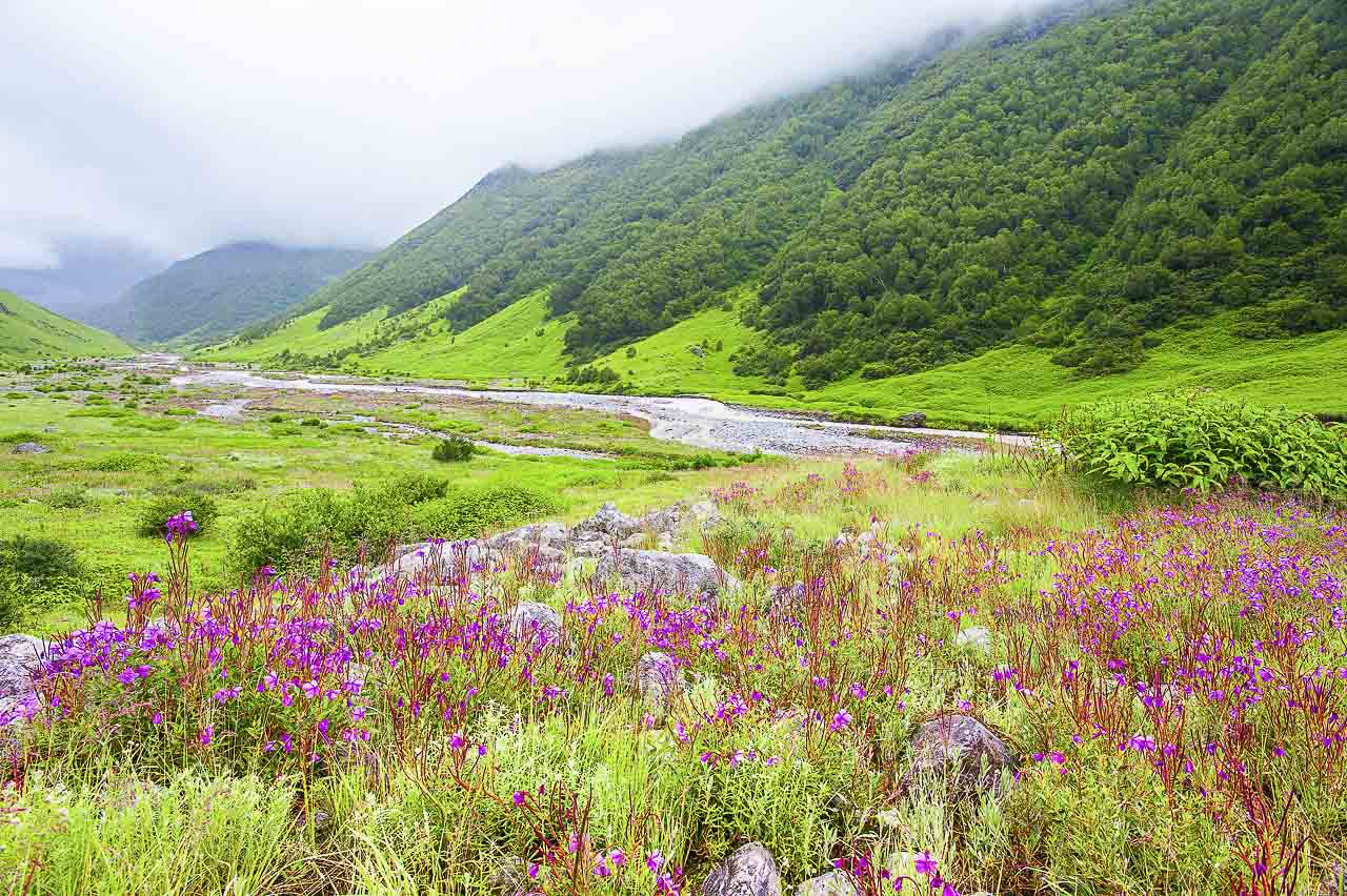 Valley of flowers, India