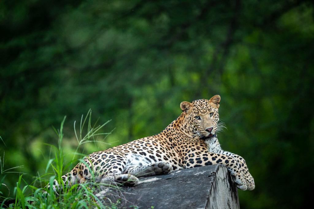 Leopard safari in Rajasthan, India