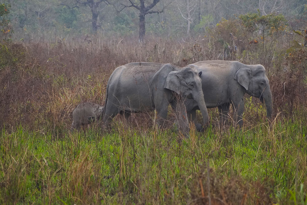 Elephants at Kaziranga in Northeast India