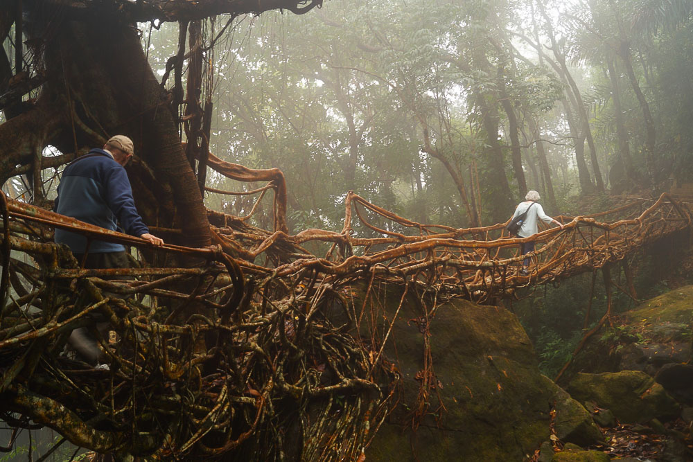 Living root bridges in Northeast India
